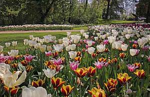 Prepariamoci a messer tulipano: giornata dedicata al piantamento dei bulbi